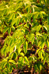 wall of wild grapes