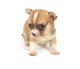 Funny puppy Chihuahua poses