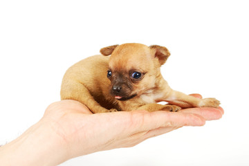 Funny puppy Chihuahua poses