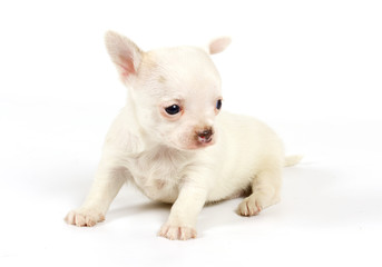 Obraz premium Funny puppy Chihuahua poses