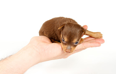 Funny puppy Chihuahua poses