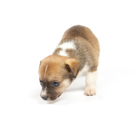 Funny puppy Chihuahua poses