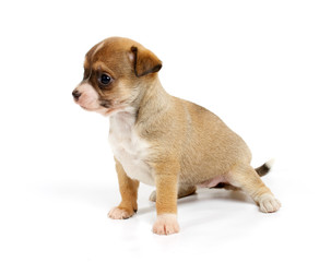 Obraz premium Funny puppy Chihuahua poses