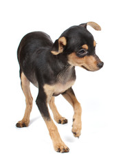 Obraz premium Funny puppy Chihuahua poses