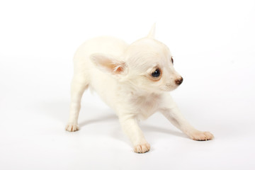 small chihuahua puppy