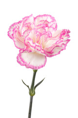 Beautiful pink carnation