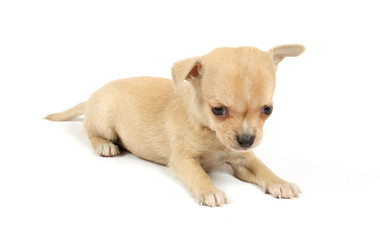 Funny puppy Chihuahua poses