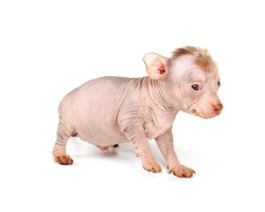 Chinese Crested Dog puppy