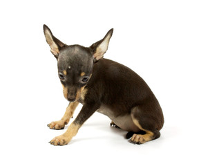 small chihuahua puppy