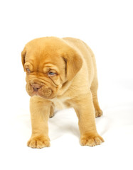 Obraz premium Bordeaux dog puppy