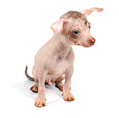 Fototapeta premium Chinese Crested Dog puppy
