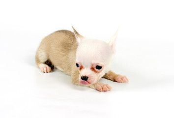 Funny puppy Chihuahua poses