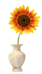 beautiful sunflower in a vase isolated on white