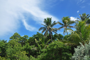 Fototapeta na wymiar karaibska wyspa 2
