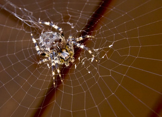 Spider