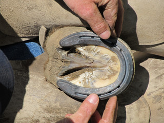 Fitting the Horseshoe