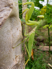 Praying mantis