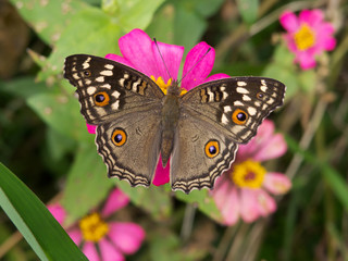 Schmetterling