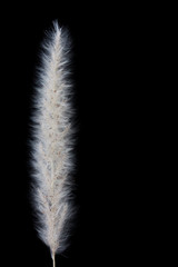 Macro shot of reed on black background