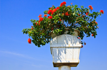 Wood flower box and blu sky