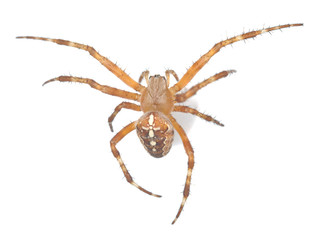 cross orb weaver isolated on white background