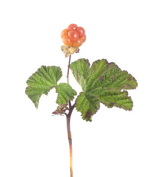 Cloudberry isolated on white background