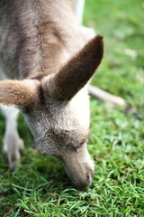 Kangaroo under a afternoon sky © jchoiphotography