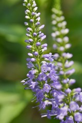 トラノオ　ロンギフォリア