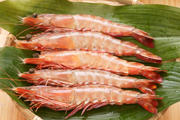 クルマエビ（クマエビ）5尾