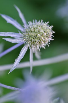 エリンジューム プラナムのアップ Stock 写真 Adobe Stock