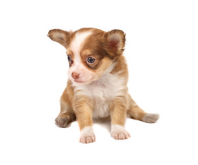 portrait of a cute purebred puppy chihuahua in front of white ba