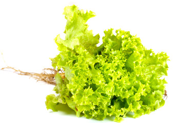 salad leaves isolated on the white