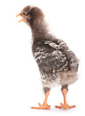Gray young chicken
