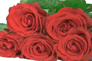 roses as  background