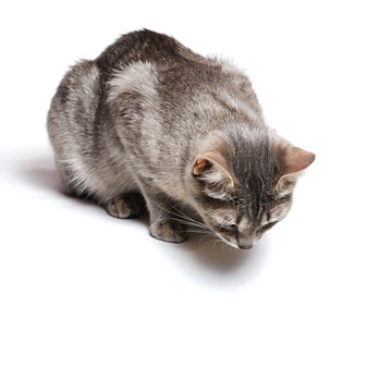 curious cat