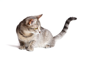 Fototapeta premium beautiful tabby cat