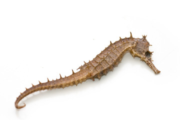 Dried sea horse