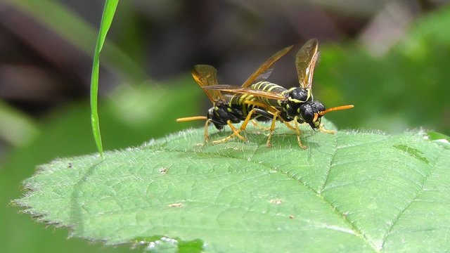 Braunwurzblattwespen - Tenthredo scrophulariae