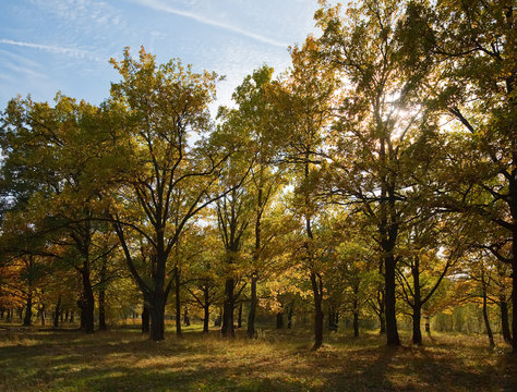 Oak Grove In September