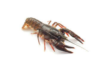 lobster