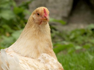 huhn