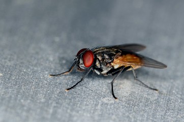 Stand alone fly close up