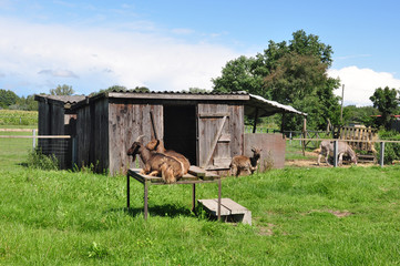 bauernhof