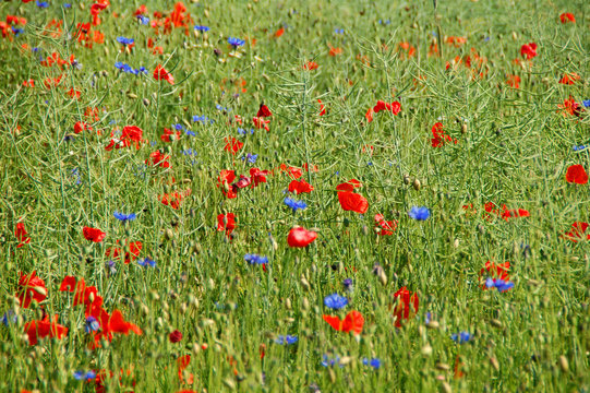 Sommerfeld mit roten und blauen Blumen