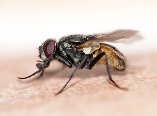 Housefly macro - Musca domesticus