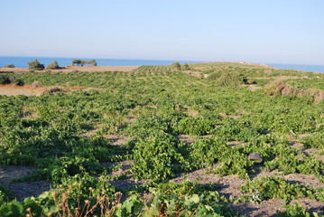 Fototapeta premium vite a terra