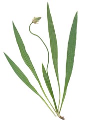plantain quirk herb