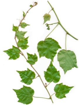 wild grape-vine leaves