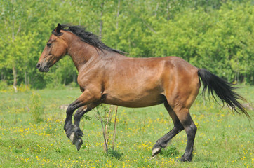 Obraz na płótnie Canvas Horse on a green grass