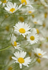 chamomile
